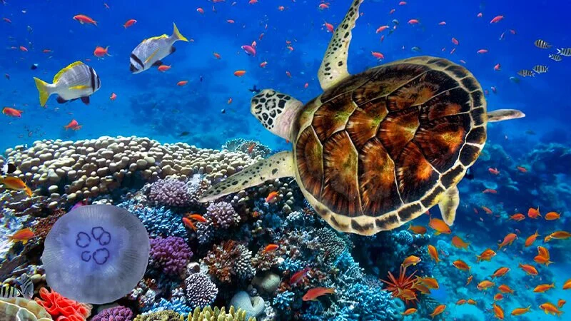 Hurghada Tours