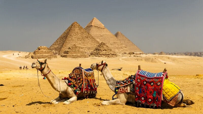 Top 10 Things to Do and See in Pyramids of Giza 20 two camels at the pyramids of giza complex